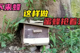 分蜂期，诱蜂箱不来蜂，这样做蜜蜂抢着来！视频封面