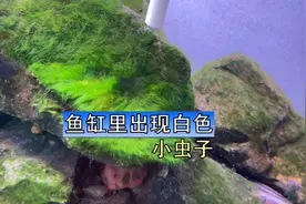 鱼缸里出现神秘的白色小虫子，这是涡虫吗？视频封面