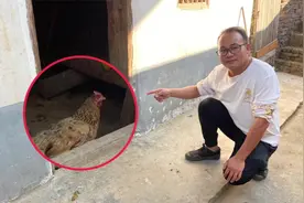 村里三奶奶养了一只14年的老母鸡，越养越不对劲，拍给大家看下