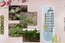 日均温在25摄氏度左右，利于白菜种子发芽、出苗和形成壮苗视频封面