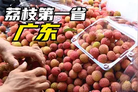 谁是荔枝第一省？第一省的荔枝产量，占到全国产量的50%视频封面