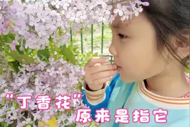 院子里比人高的丁香树开花了，丁香花原来长这样，紫色美丽迎春花视频封面