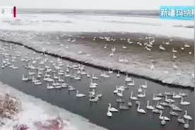 新疆湿地迎来810只过冬大天鹅！白雪配白羽简直美翻了！视频封面