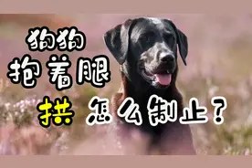 狗狗抱着腿拱怎么制止？视频封面