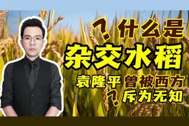 缅怀！杂交水稻为什么是世界性难题？袁隆平曾被西方斥为无知？