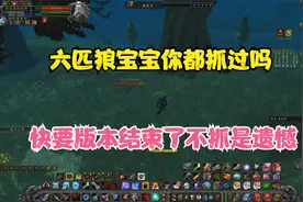 怀旧服猎人最好的六匹狼宝宝 70版本要来了你都抓过吗视频封面