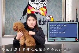 宠物小知识：泰迪狗狗的毛发打理，以及相关知识分享