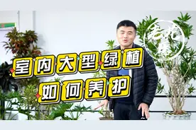 冬季弱光、不通风的室内，我是如何养护大型绿植的？视频封面