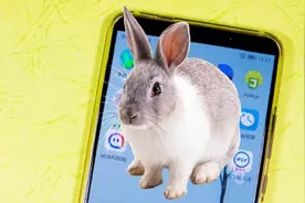教你在手机桌面养一只“兔子”，太可爱了，快来设置呀！视频封面