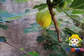 河南种植无花果树，春果具体什么时候成熟？成熟月份与采摘时间视频封面