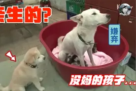 狗妈生了个“独生子”，却只喂别人的孩子，没妈的孩子像根草视频封面