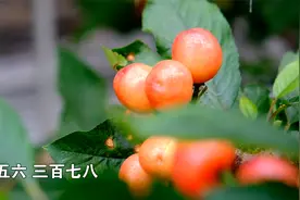 大棚樱桃350元一斤！咋管理出来的？视频封面