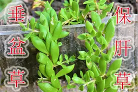 植物垂盆草“毒蛇克星”，又有着“保肝草”之称，遇见认识吗？视频封面