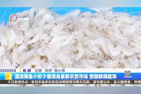 滇池银鱼小虾少量现身纂新农贸市场 想尝鲜得趁早视频封面
