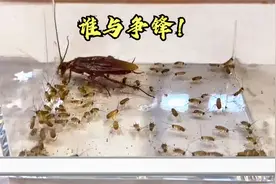 巨型蟑螂VS100只蟑螂，原来蟑螂也会吃肉！视频封面