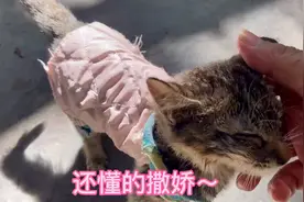 流浪小猫总算活过来了，发现它时呼吸很微弱，能救活它真是奇迹