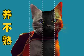 有些流浪猫，真养不熟！视频封面
