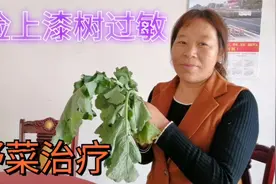 朱嫂一夜过来长胖了，被漆树过敏老人传授药方，朱嫂自寻野菜擦拭视频封面