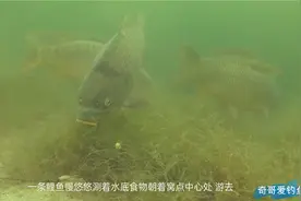 你知道鲤鱼水下怎么吃饵吗？小伙特地整了套潜水装备，高清相机拍视频封面