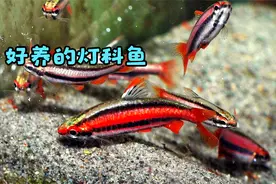 推荐观赏鱼，颜色比宝莲灯鱼还鲜艳，而且很好养活视频封面