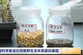 我国成功克隆野生玉米高蛋白基因视频封面