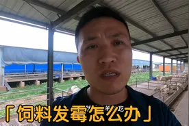 雨季饲料容易发霉，羊吃了影响很大，扔了可惜，有个办法不妨试试视频封面