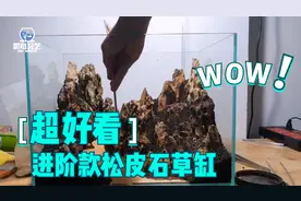 好看的松皮石山景小草缸，从打碎石头开始教你制作，成品很不错！视频封面