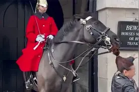 女子与英国国王骑兵卫队合影，被马咬住马尾辫 一旁告示牌亮了视频封面