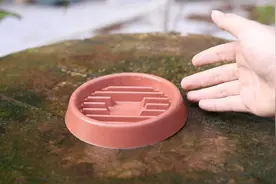 养花用什么托盘？园艺师教你，用园艺托盘，防止花盆积水烂根视频封面