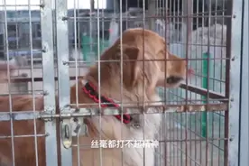 被拖上狗肉车的金毛，刚获救又要受罪，可它却只是想着主人视频封面