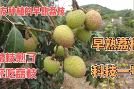 来农友家尝吃早熟荔枝（科技一号），熟的就不酸不涩，尝鲜可以视频封面
