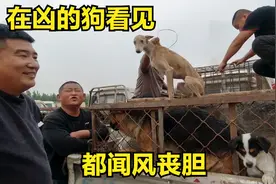 都说狗贩子杀气重，再凶猛的狗看到都会怂，今天算是见识到了视频封面