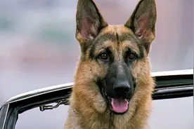 长相可爱的德牧，却是一只英勇无畏的警犬