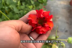 大花水杨梅，勤花多头开花，长势快，基本没什么病虫害，超级好养视频封面