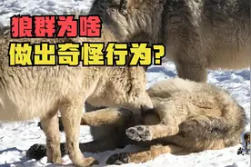 狼王惨遭狼后嫌弃！身体埋地里匍匐前进，狼群为啥做出奇怪行为？视频封面