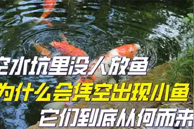 山上的空池塘，没有人为干预，为什么会无缘无故生出鱼来？视频封面