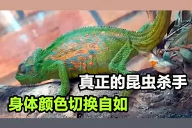 变色龙不仅会变色，舌头伸缩快如闪电，两只眼睛还能360度旋转视频封面