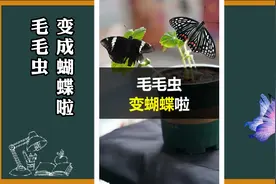 长着“羽毛”的毛毛虫，成功变成蝴蝶啦视频封面