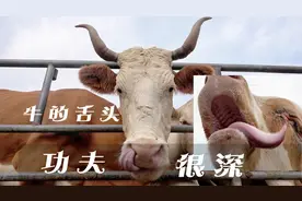 太好笑了，牛舔鼻孔是保持鼻子湿润，牛练舌头功又是为什么呢？