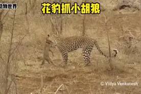花豹猎杀小胡狼视频封面