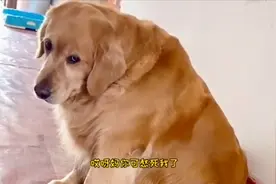 金毛米拉一边生闷气一边偷笑，偷摸着笑的小表情也太可爱了。