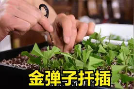 金弹子扦插成功了，没有母本，四处求助要枝条，欠了不少人情债。视频封面