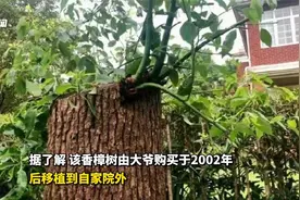 上海大爷修剪自家树被认定“砍伐”罚14万，城管：属于公共绿化视频封面