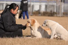 相依相偎的两只狗，简直就是一对恩爱的小情侣视频封面