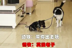 家里缺羊！边牧和德牧相互牧，究竟谁能牧了谁？