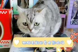 把猫毛剃光对猫会有影响吗，影响的不仅是美观，还要注意这几方面视频封面
