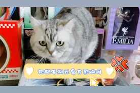 把猫毛剃光对猫会有影响吗，影响的不仅是美观，还要注意这几方面视频封面