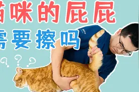 猫咪拉完粑粑后，需要帮TA擦屁股吗？视频封面