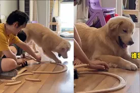 主人搭玩具狗子疯狂捣乱，狗子反应惹爆笑：哪个孩子没有叛逆期？视频封面