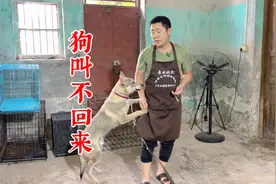 狗叫不回来还越叫越跑，追都追不到怎么办？看十年训犬师详细教程视频封面